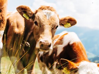 Kuh auf der Alm  | © Urlaub am Bauernhof Kärnten / Daniel Gollner