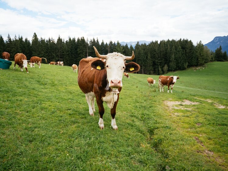 Kuh steht auf der Wiese | © Urlaub am Bauernhof Tirol / Daniel Gollner 