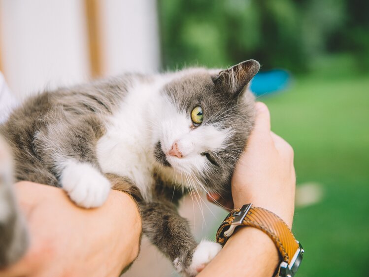 junge Katze am Arm | © Urlaub am Bauernhof Burgenland / Julia Reiterics 