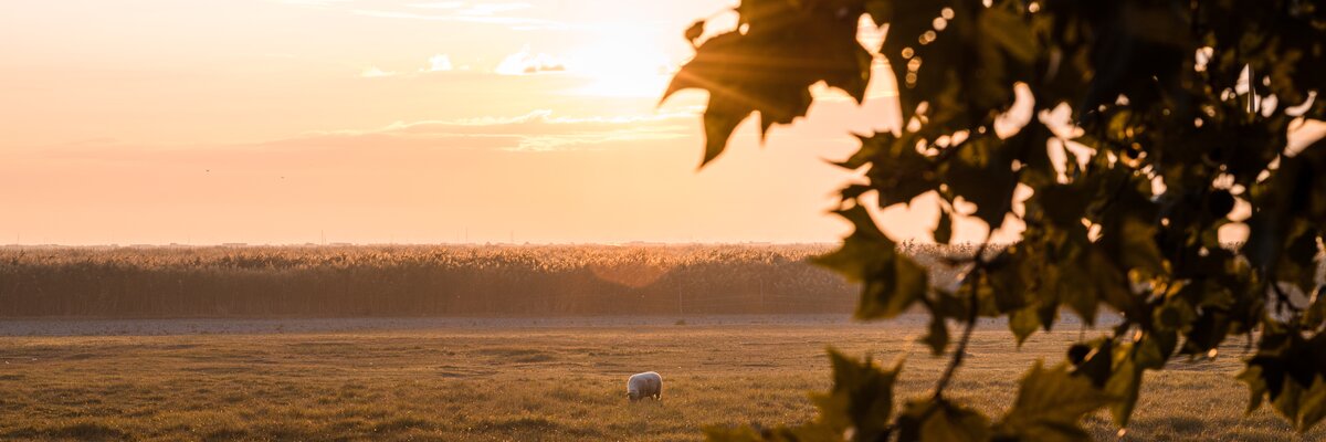  2 Schafe auf der Wiese in der Abendsonne | © Burgenland Tourismus GmbH / Andreas Ehrenreich