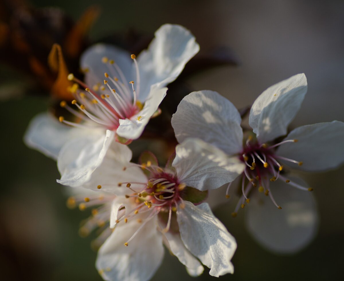 Mandelblüte im Burgenland  | © Urlaub am Bauernhof Burgenland / Sarah Unger