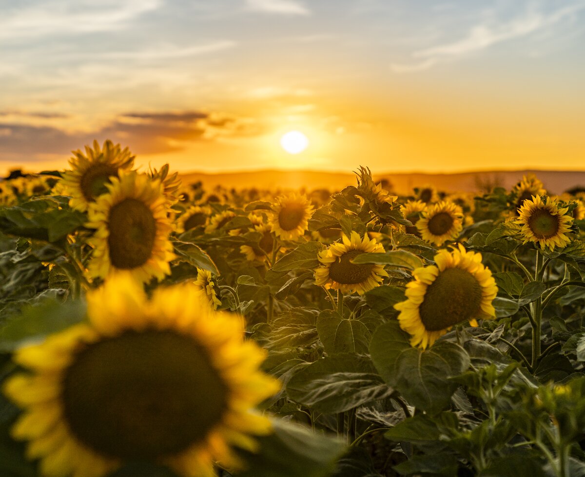 Land der Sonnenuntergänge | © Burgenland Tourismus GmbH / Birgit Machtinger