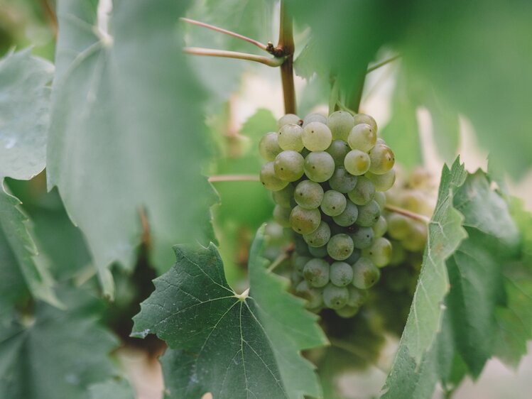 Reife Trauben im Weingarten im Burgenland | © Urlaub am Bauernhof Burgenland / Julia Reiterics