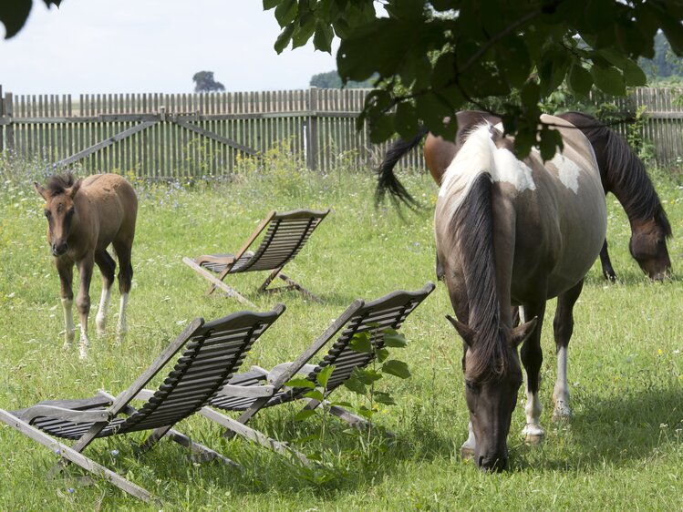 Pferde und Liegestuhl | © Urlaub am Bauernhof Burgenland / Michael Himmel