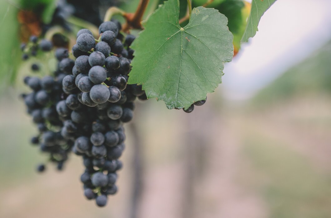 Blaue Trauben an der Rebe | © Urlaub am Bauernhof Burgenland / Julia Reiterics 