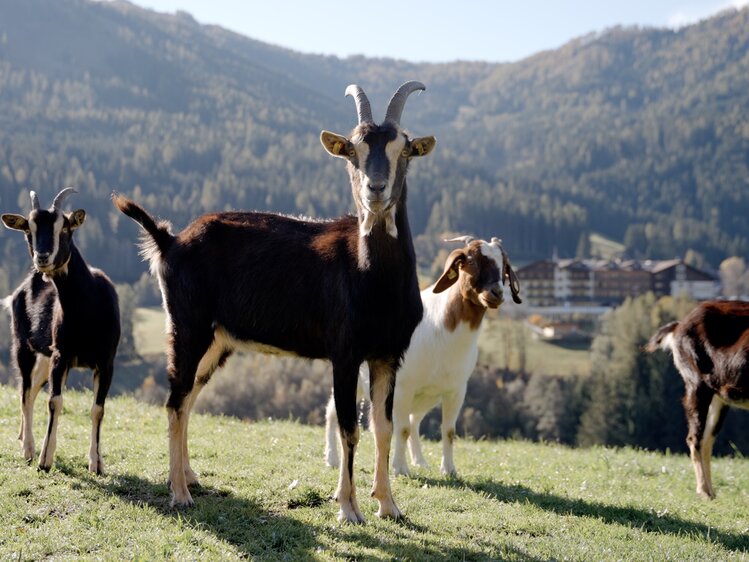 Ziegen auf Weide am Gutzingerhof | © Daniel Gollner/ Urlaub am Bauernhof Kärnten