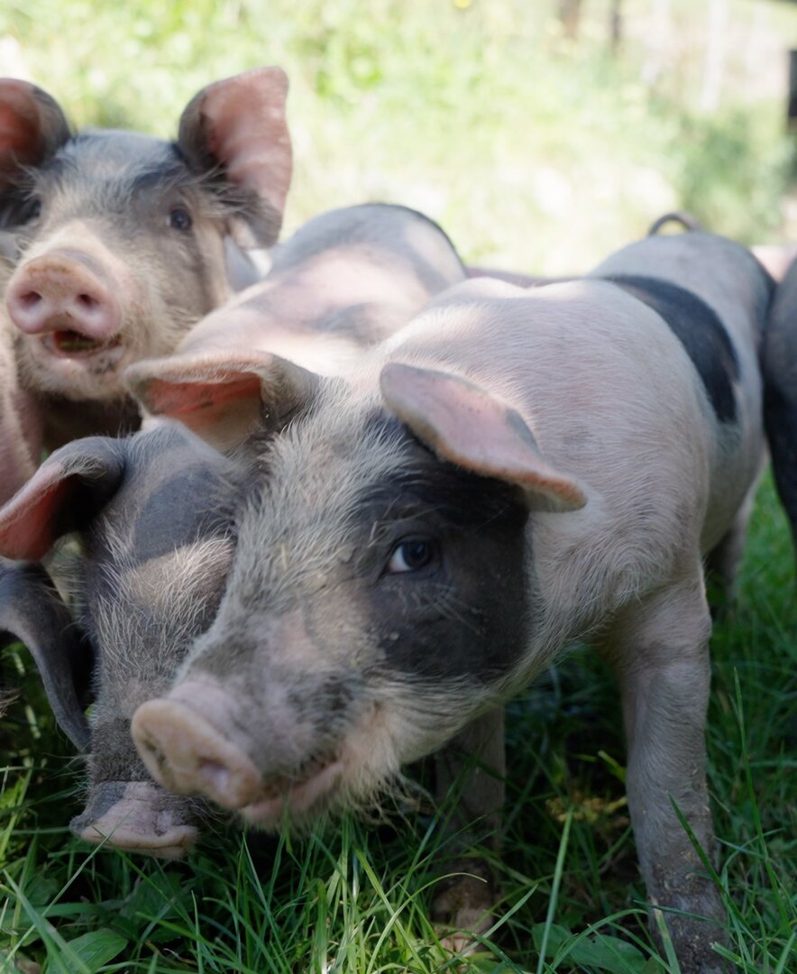 Schweine in der Wiese am Klein Lenzhof | © Daniel Gollner/ Urlaub am Bauernhof Kärnten