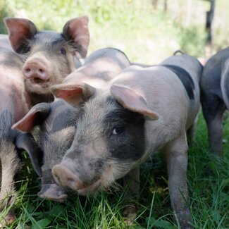 Schweine in der Wiese am Klein Lenzhof | © Daniel Gollner/ Urlaub am Bauernhof Kärnten