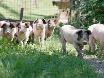 Schweine am Klein Lenzhof in der Wiese | © Daniel Gollner/ Urlaub am Bauernhof Kärnten