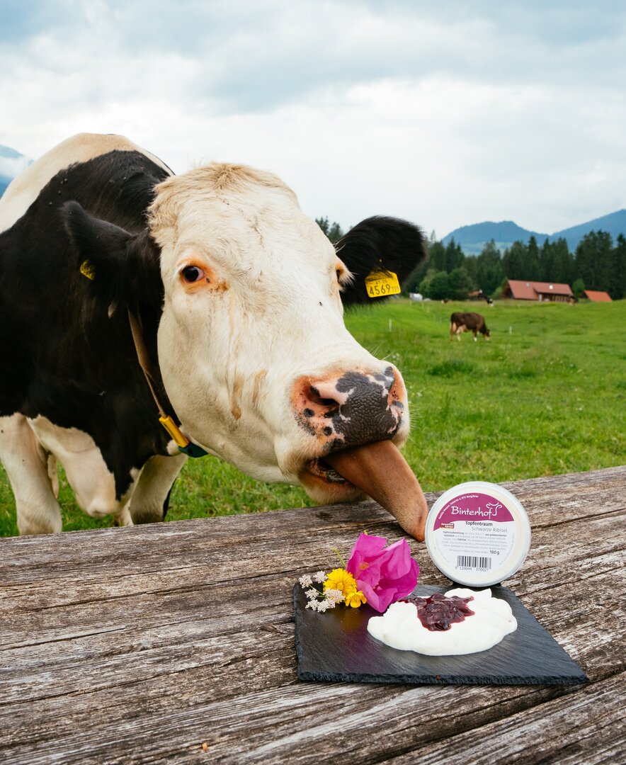 Kuh schleckt Topfentraum an | © Urlaub am Bauernhof Kärnten / Daniel Gollner