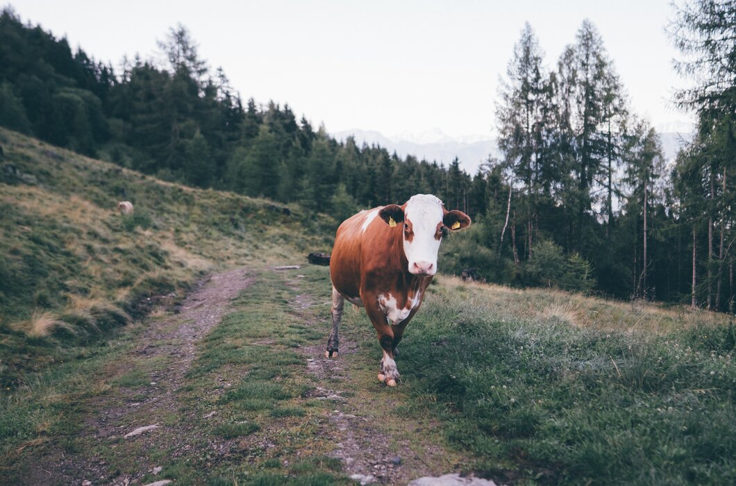 Kuh steht auf dem Weg | © Urlaub am Bauernhof Kärnten/ Daniel Gollner