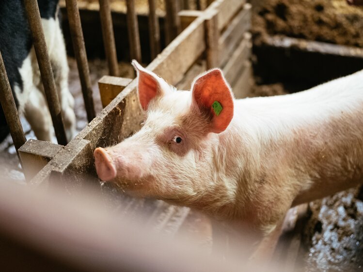 Schwein steht im Stall und blickt in die Kamera | © Urlaub am Bauernhof Kärnten / Daniel Gollner