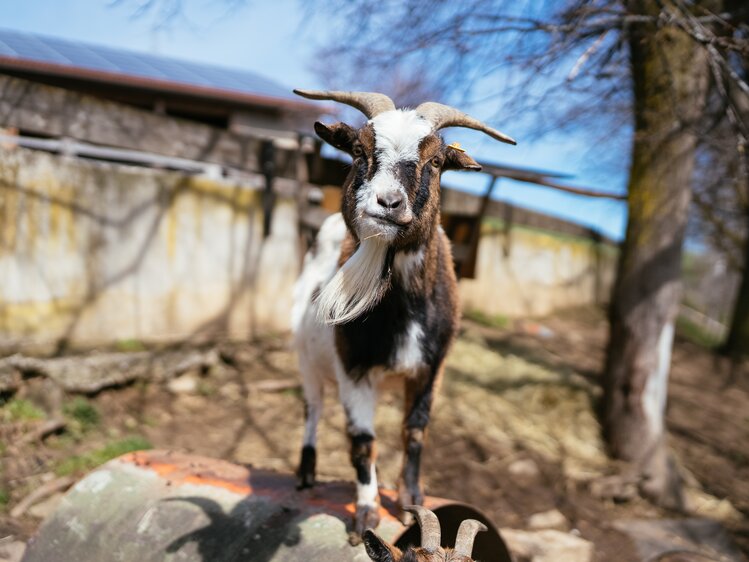 Ziege steht auf Stein | © Urlaub am Bauernhof Kärnten / Daniel Gollner