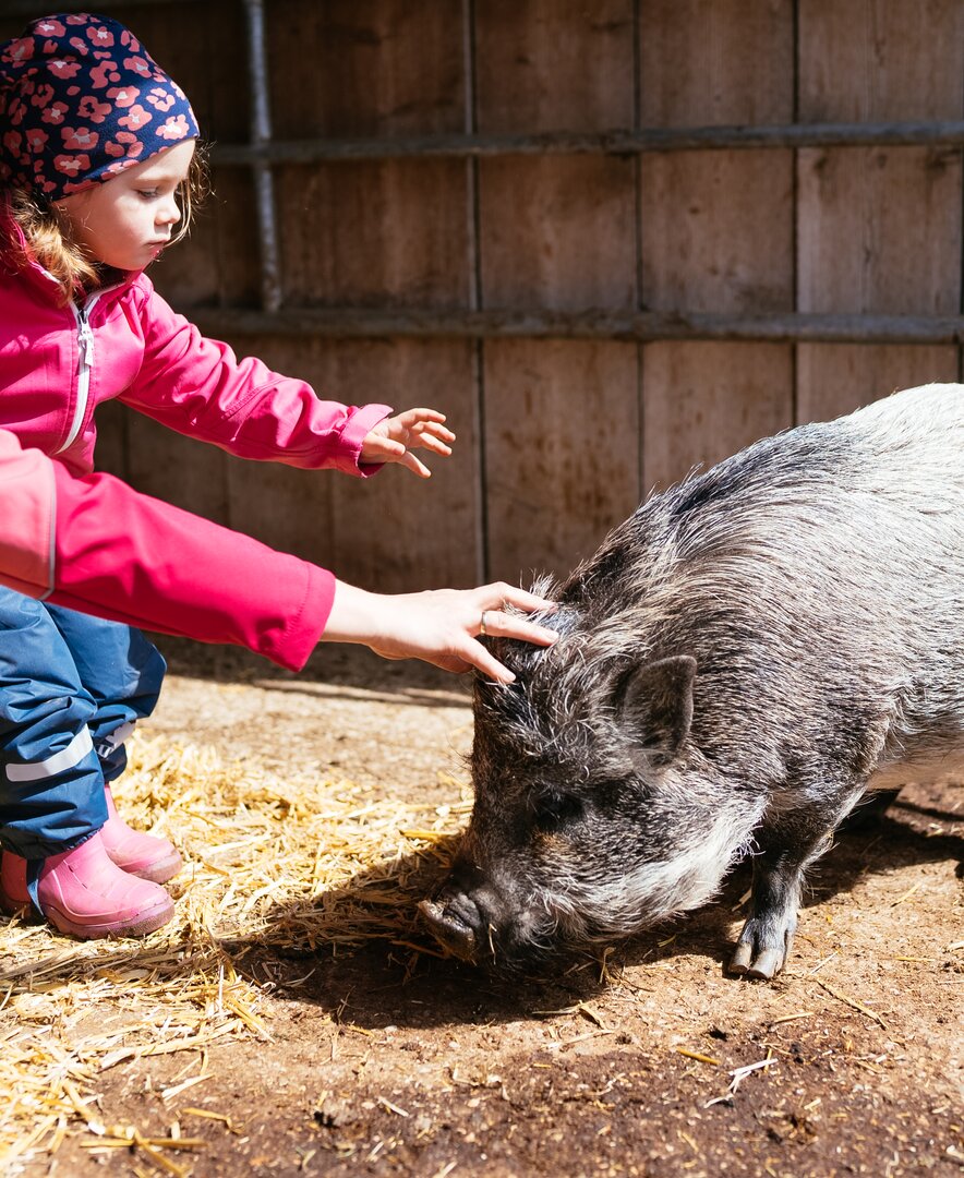 Kind streichelt Schwein | © Urlaub am Bauernhof Kärnten / Daniel Gollner