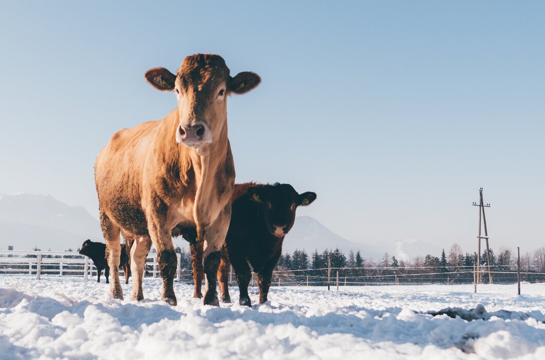 Kühe | © Urlaub am Bauernhof Kärnten/ Daniel Gollner Kühe im Schnee | © Urlaub am Bauernhof Kärnten/ Daniel Gollner