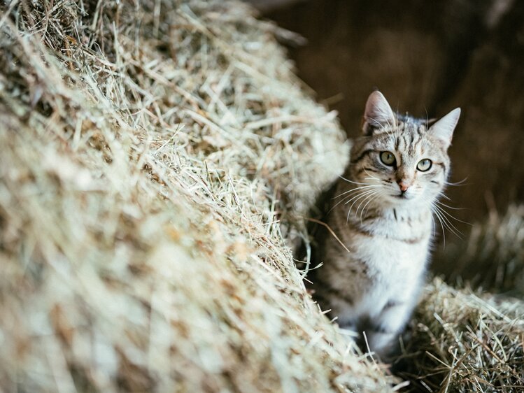 Katze im Heu | © Urlaub am Bauernhof Kärnten / Daniel Gollner