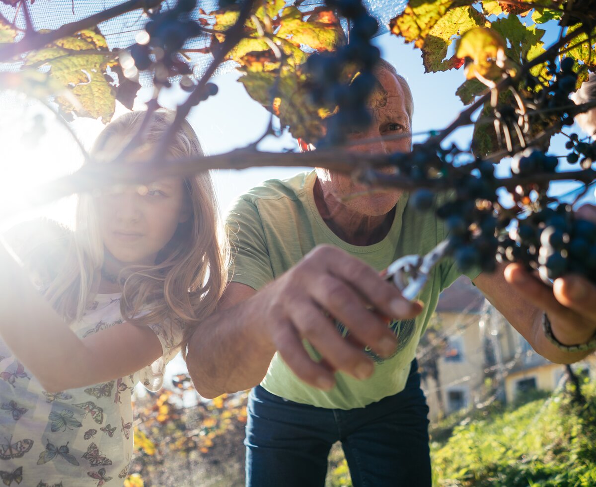 Mann und Kinder ernten Weinreben | © Urlaub am Bauernhof Kärnten / Daniel Gollner