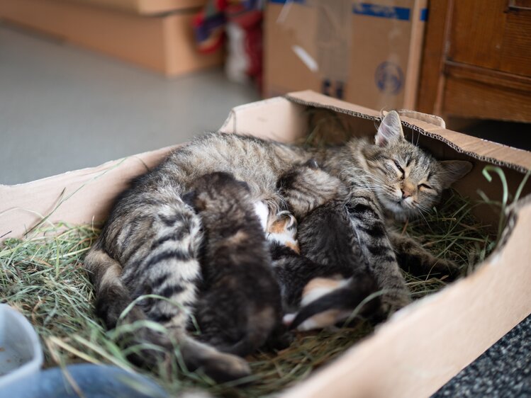 Katzen schlafen in der Kiste | © Urlaub am Bauernhof Kärnten / Daniel Gollner