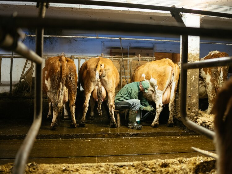 Mann im Stall beim Kühe melken | © Urlaub am Bauernhof Kärnten / Daniel Gollner