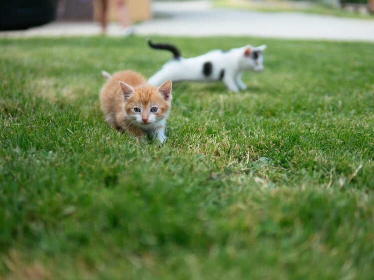 Katzen schleichen durch das Gras | © Urlaub am Bauernhof / Daniel Gollner