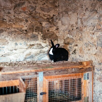 Hase sitzt am Hasenstall | © Urlaub am Bauernhof Kärnten/ Daniel Gollner