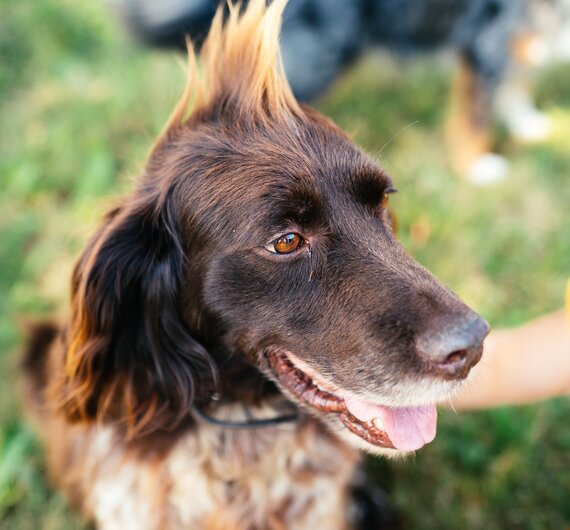 Hund mit hochgestellten Haaren | © Urlaub am Bauernhof Kärnten/ Daniel Gollner