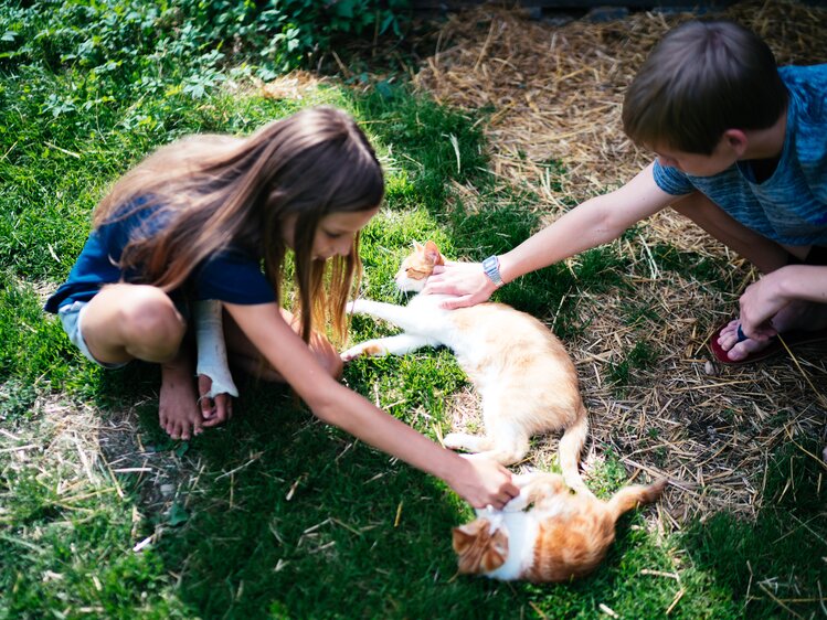 Kinder mit den Katzen auf der Wiese | © Urlaub am Bauernhof Kärnten / Daniel Gollner