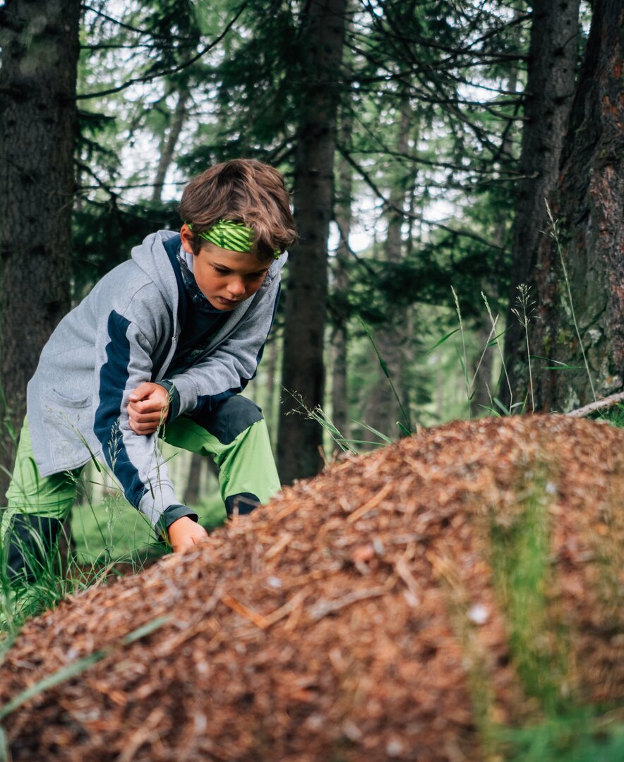 Bub beim Ameisenhaufen im Wald | © Urlaub am Bauernhof Kärnten / Daniel Gollner