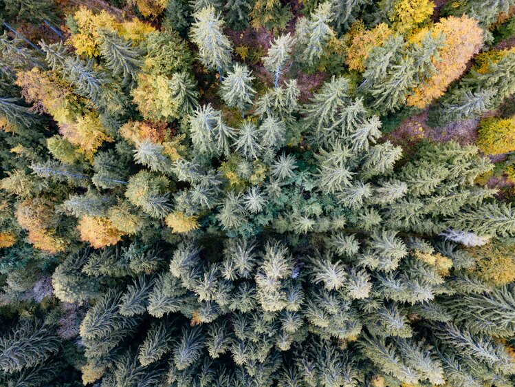 Der Wald rund um das Natur Gut Lassen | © Urlaub am Bauernhof Kärnten/ Daniel Gollner