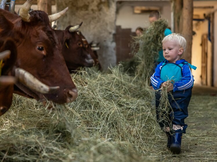 Bub füttert die Kuh mit Heu im Stall | © Landesverband Urlaub am Bauernhof Kärnten/ Achim Mandler