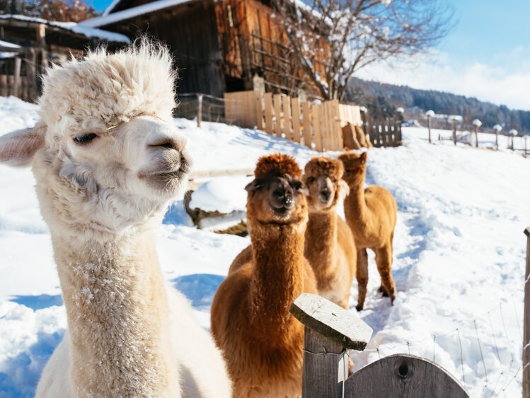 Mehrere Alpakas stehen im Schnee | © Daniel Gollner / Urlaub am Bauernhof Kärnten