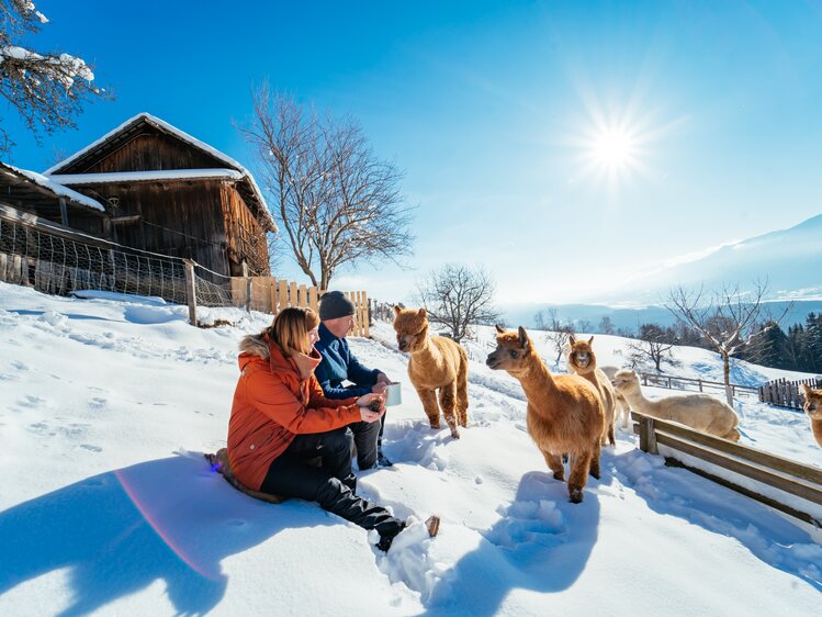 Alpakas im Schnee neben den Bauersleuten | © Urlaub am Bauernhof / Daniel Gollner