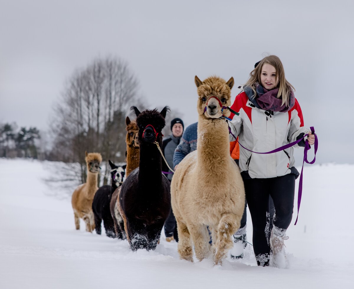 Sonnseitenhof Alpakaglück - Alpakawandern im Winter | © Kathrin Kerschbaumer - Waldviertel Tourismus