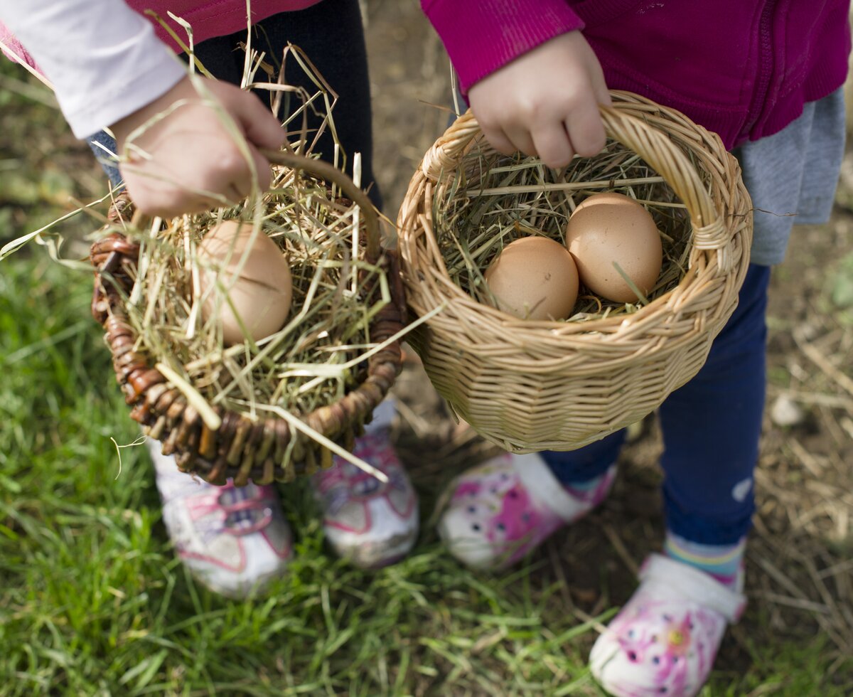 Kinder zeigen frisch geholte Eier im Körbchen | © Urlaub am Bauernhof Niederösterreich / Karin Lohberger