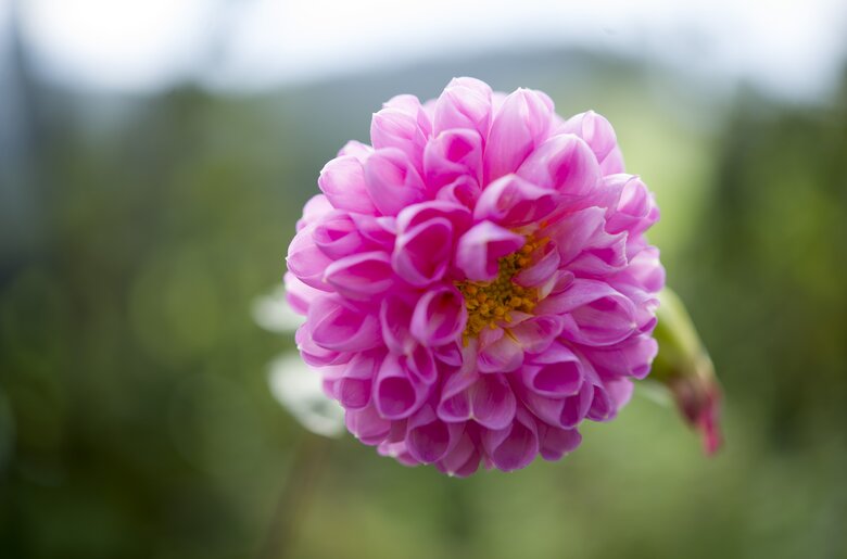 Rosa Blume | © Urlaub am Bauernhof Niederösterreich / Karin Lohberger