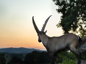 Steinbock | © Matthias Distelberger - Die Hochrieß