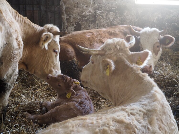 Kalb liegt im Stroh | © Urlaub am Bauernhof Niederösterreich / Elena Paschinger / www.creativelena.com