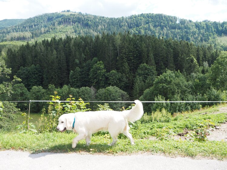 Hund mit Waldlandschaft | © Urlaub am Bauernhof Niederösterreich / Elena Paschinger / www.creativelena.com