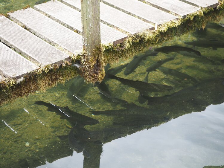 Fische im Teich | © Urlaub am Bauernhof Niederösterreich / Elena Paschinger / www.creativelena.com