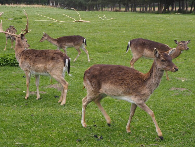 Damwild auf Weide | © Urlaub am Bauernhof Niederösterreich / Elena Paschinger / www.creativelena.com