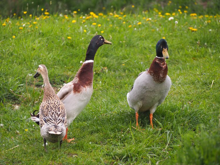 Drei Enten im Gras | © Urlaub am Bauernhof Niederösterreich / Elena Paschinger / www.creativelena.com