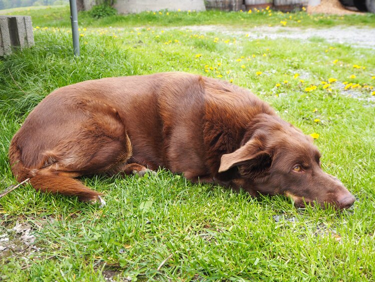 Hund liegt in der Wiese | © Urlaub am Bauernhof Niederösterreich / Elena Paschinger / www.creativelena.com