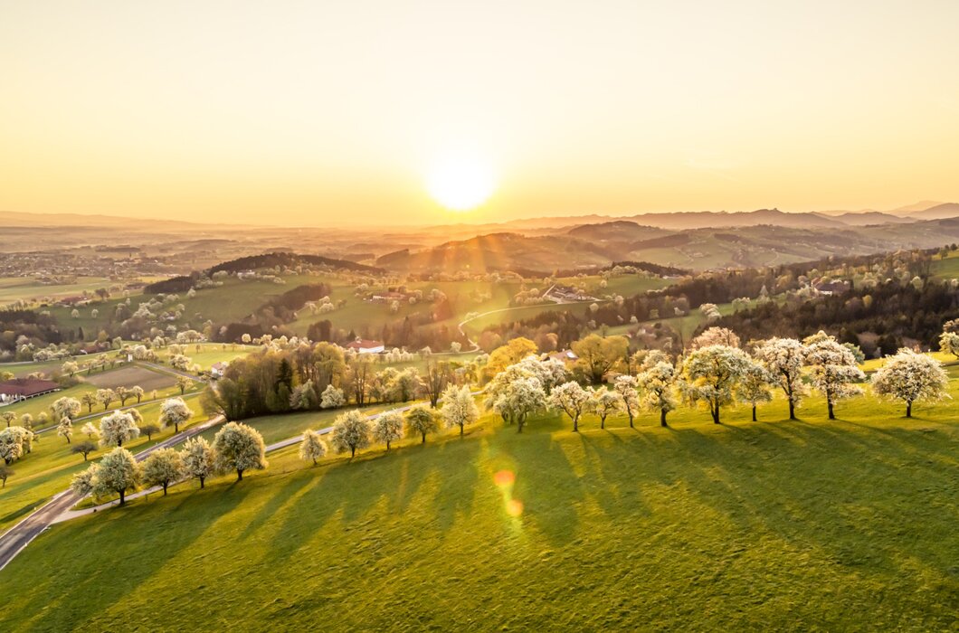 Birnbaumblüte Mostviertel | © Niederösterreich Werbung/ Robert Herbst