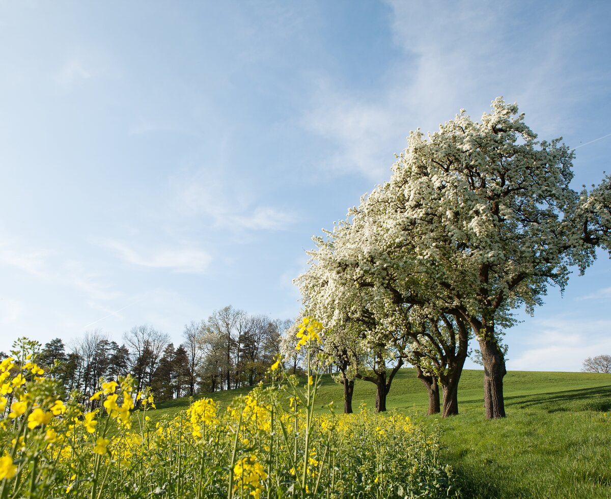 blühende Bäume im Mostviertel | © Mostviertel Tourismus / schwarz-koenig.at