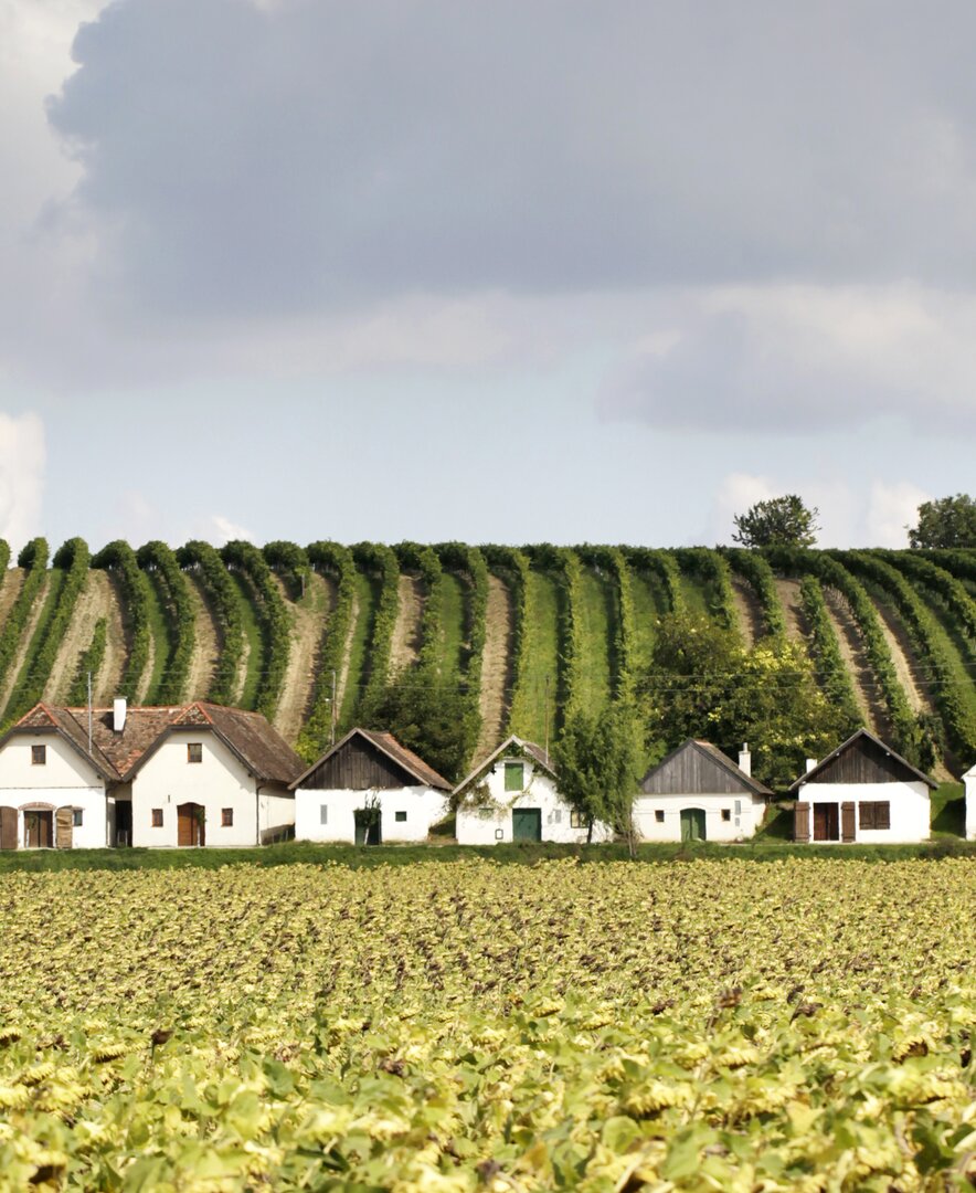 Landschaftsfoto von Kellergasse Diepolz im Weinviertel | © Weinviertel Tourismus / Christine Wurnig