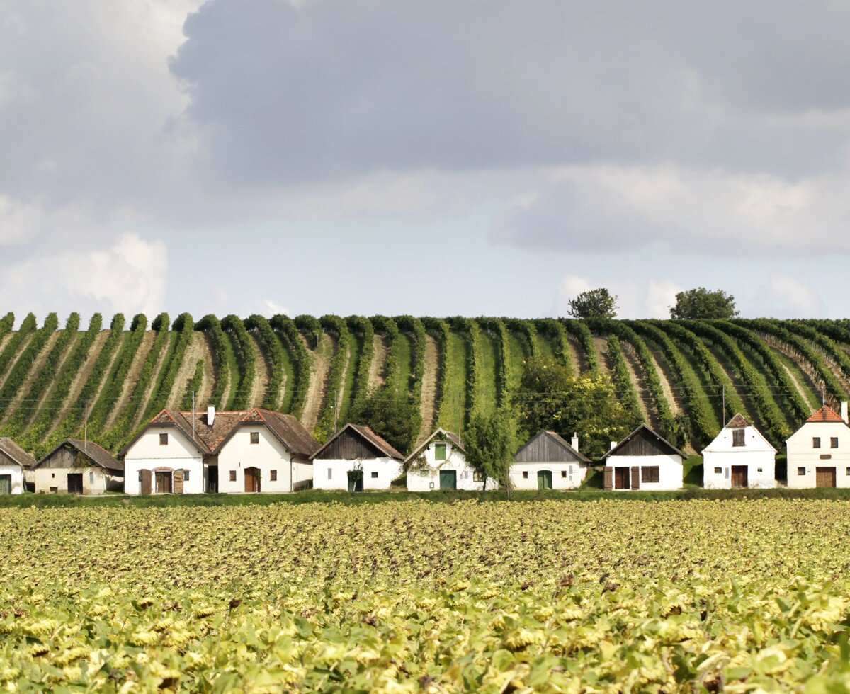 Landschaftsfoto von Kellergasse Diepolz im Weinviertel | © Weinviertel Tourismus / Christine Wurnig