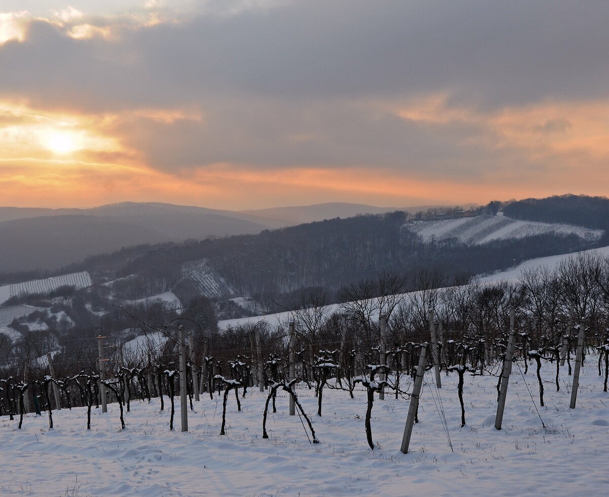 Abendstimmung im Winter im Weingarten im Wienerwald | © Wienerwald Tourismus / Martina Konrad Murphy