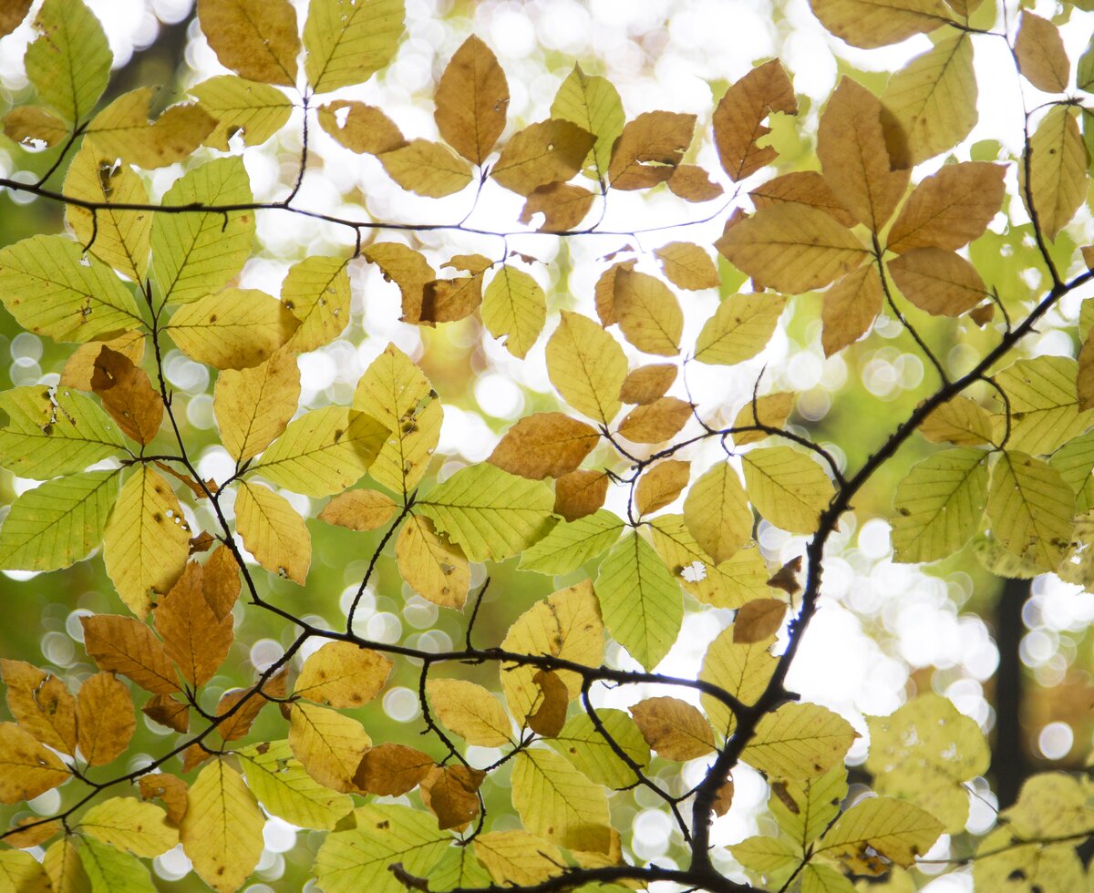 Herbstblätter | © Wienerwald Tourismus / Raimo Rumpler