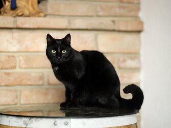 Schwarze Katze auf Weinfass | © Urlaub am Bauernhof Niederösterreich / weinfranz.at