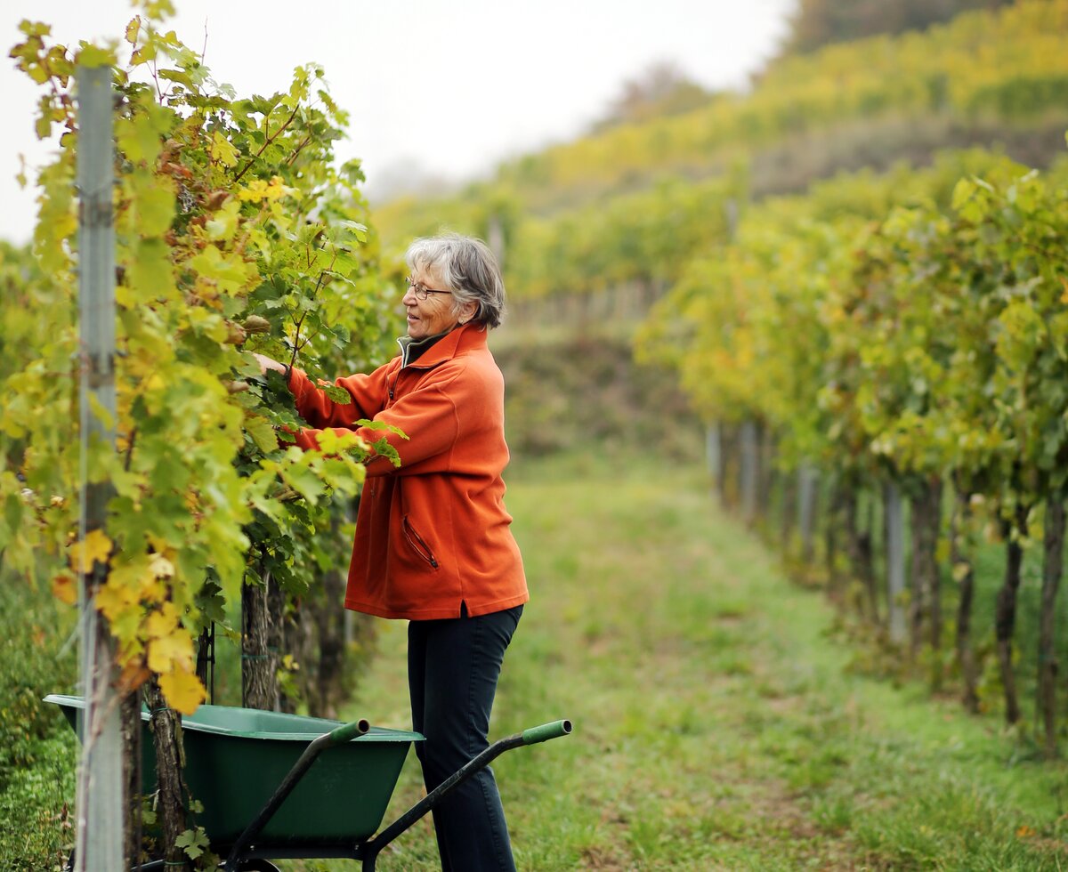 Frau arbeitet im Weingarten | © Urlaub am Winzerhof / weinfranz.at